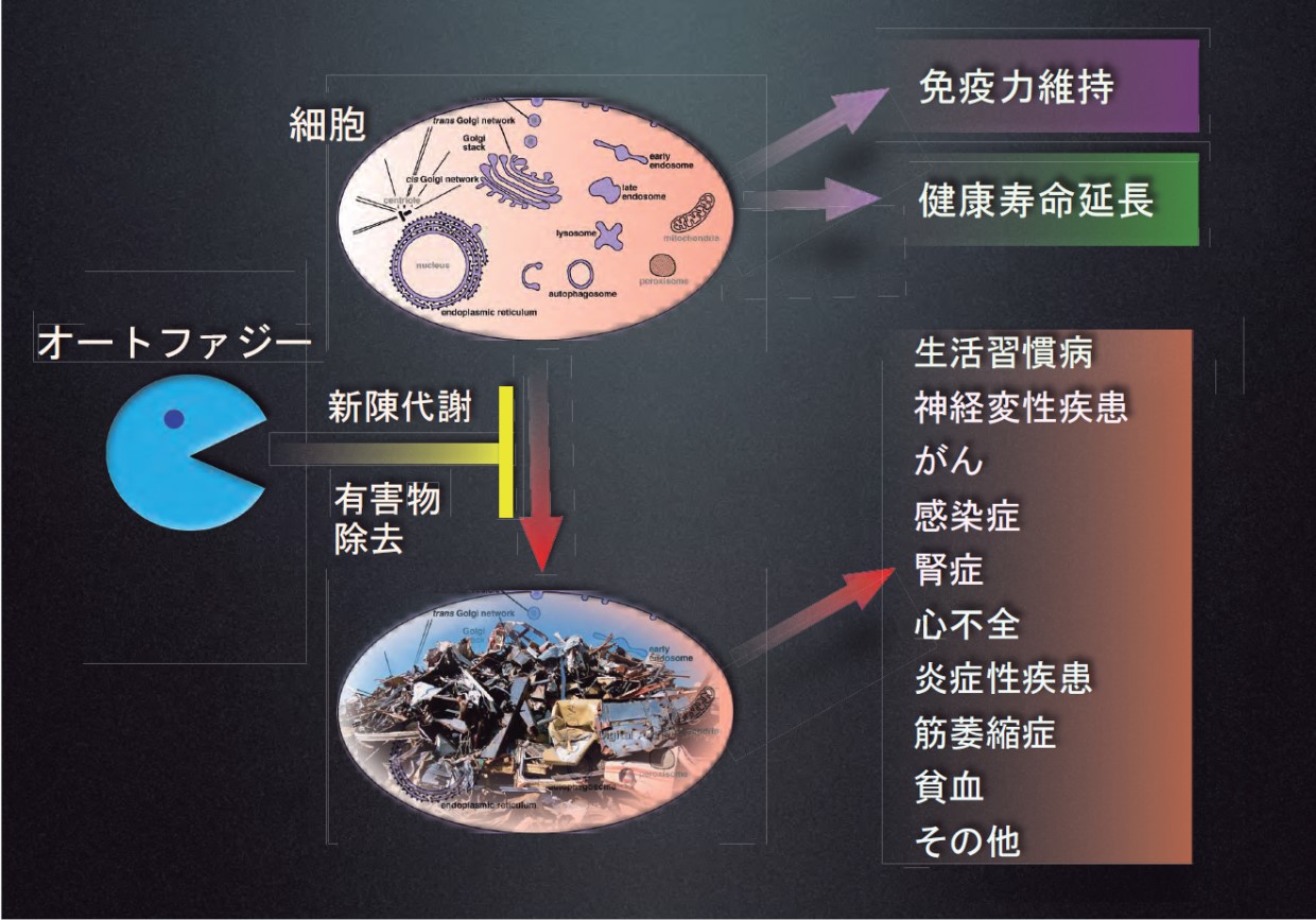 細胞の健康維持に欠かせないオートファジー、吉森保