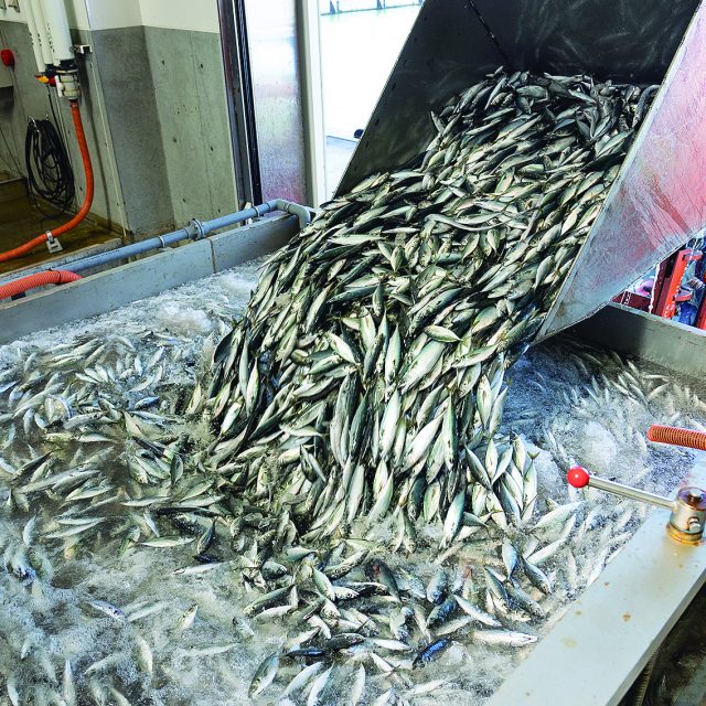 日本一を誇るアジフライの聖地