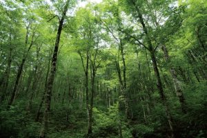 東北緑色革命太古の森、その原風景を探す