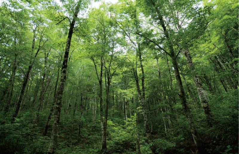 東北緑色革命太古の森、その原風景を探す