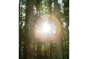 東北緑色革命自在房蓮光が開いた平安時代の荘園