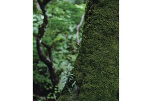 雪代水が育むカキ 宮城・気仙沼