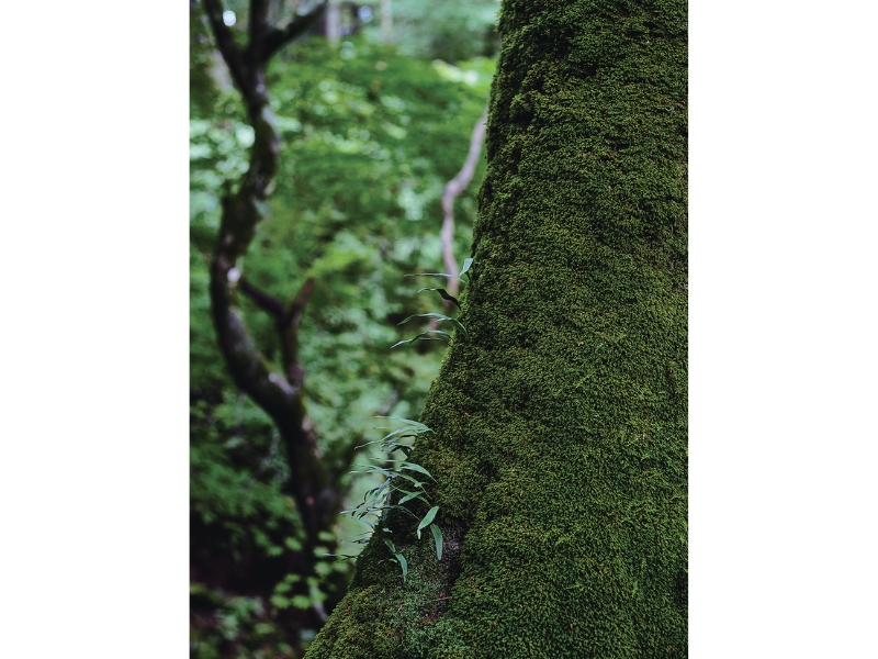 雪代水が育むカキ 宮城・気仙沼