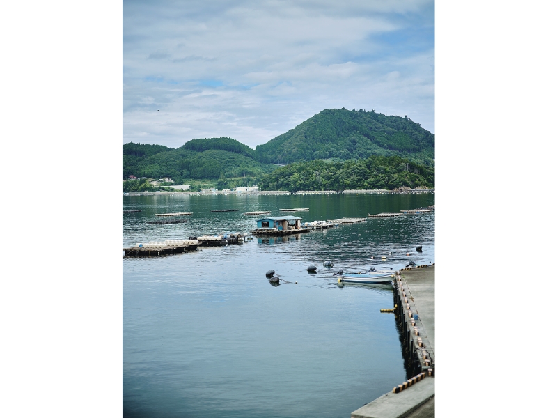 雪代水が育むカキ 宮城・気仙沼