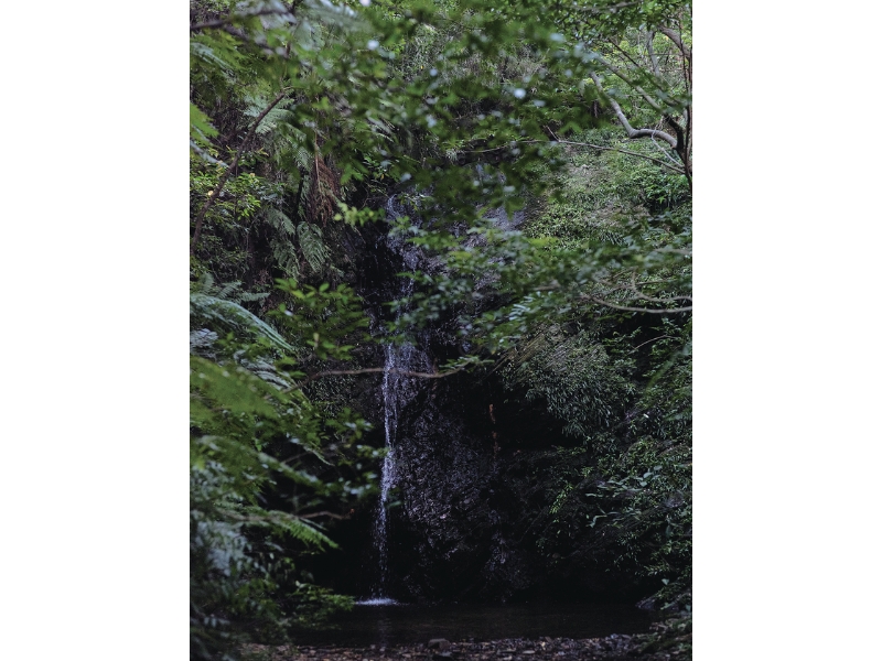 固有種から珊瑚へ沖縄・やんばる