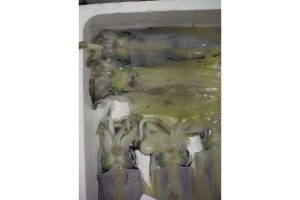 最西端の島、福江鬼門と繁栄