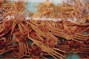 蟹と鳥取の物語松葉がにに沸く岩美町