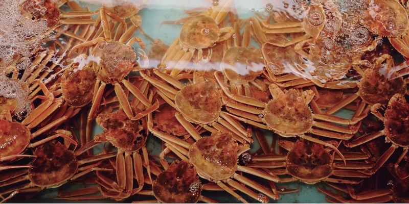 蟹と鳥取の物語松葉がにに沸く岩美町