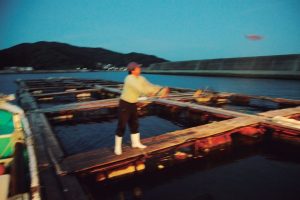 豊後水道一本釣りにこだわる漁師たちがいる