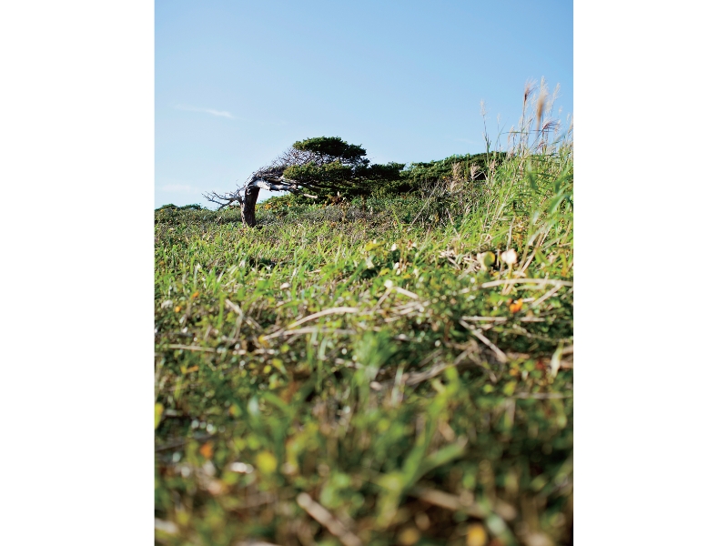 不可思議な羊の正体羊の島――焼尻島