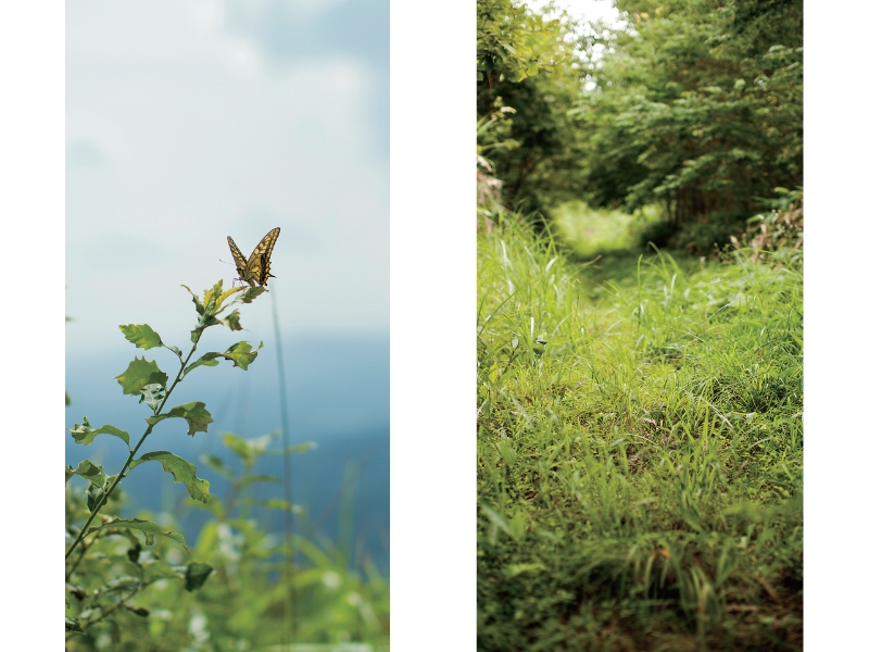 東北緑色革命風景の力、土地の力