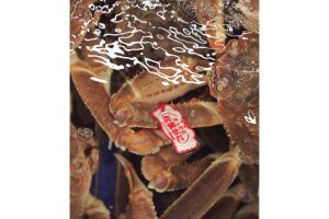 蟹と鳥取の物語松葉がにに沸く岩美町