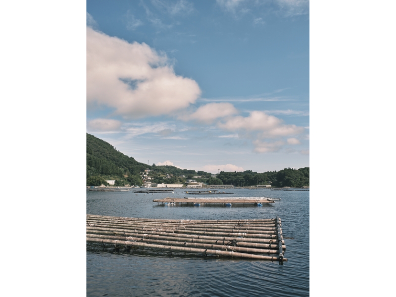 雪代水が育むカキ 宮城・気仙沼