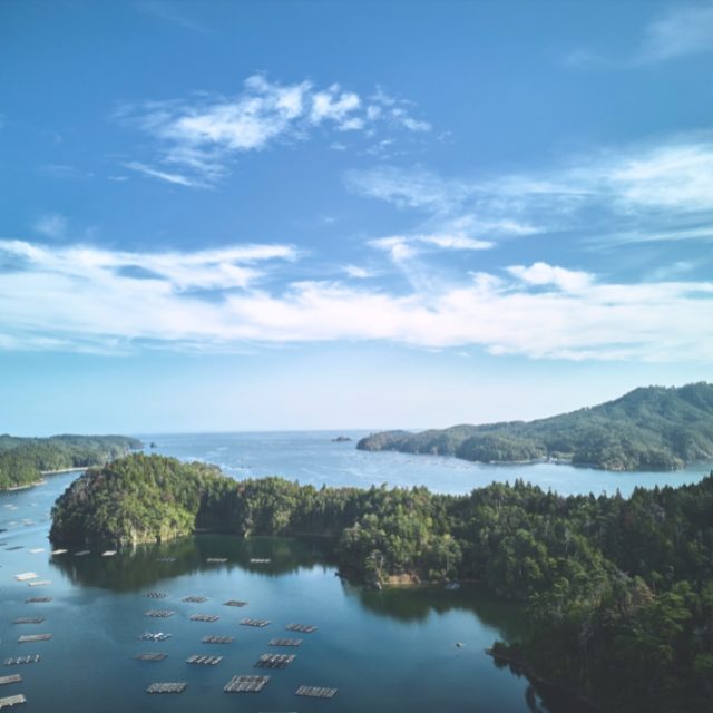 雪代水が育むカキ 宮城・気仙沼