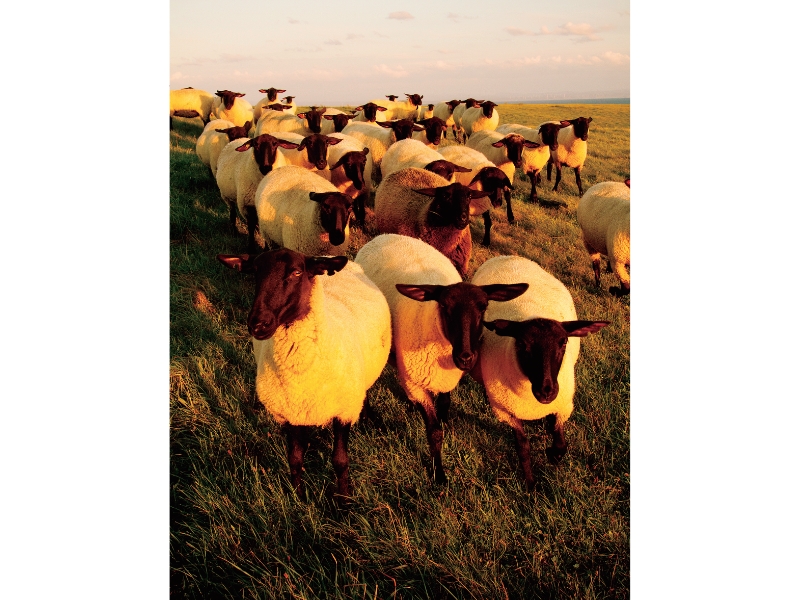 不可思議な羊の正体羊の島――焼尻島