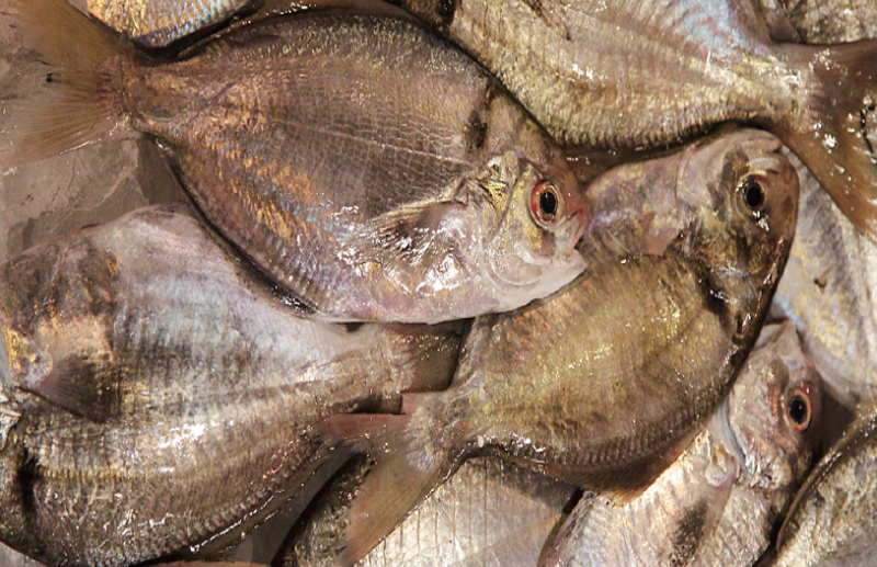 時今浪花賑活気あふれる天下の台所