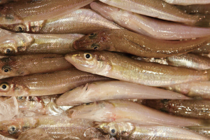 時今浪花賑活気あふれる天下の台所