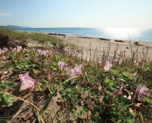 豊穣の地で育まれる伝統野菜