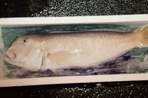 時今浪花賑活気あふれる天下の台所