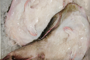 時今浪花賑活気あふれる天下の台所