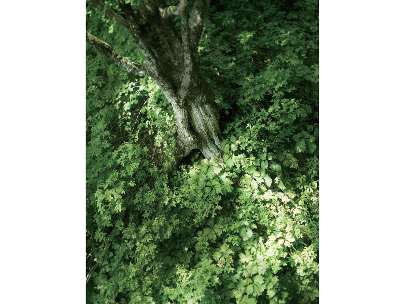 東北緑色革命情報都市「平泉」