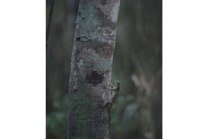 固有種から珊瑚へ沖縄・やんばる