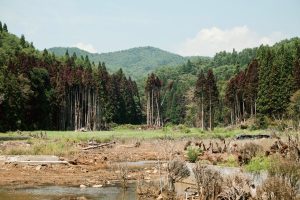 東北緑色革命風景の力、土地の力
