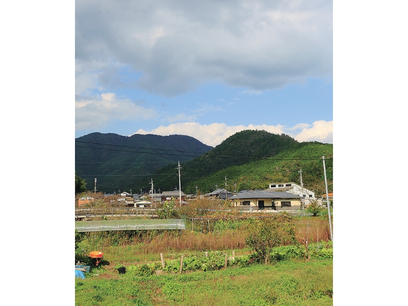 丹波・松茸山物語