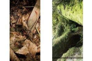 東北緑色革命太古の森、その原風景を探す