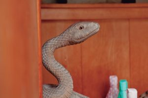 金寳冨貴・竹生島巡り