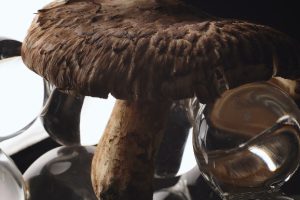 丹波・松茸山物語