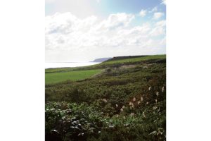 不可思議な羊の正体羊の島――焼尻島