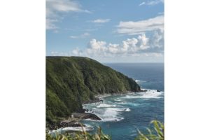 固有種から珊瑚へ沖縄・やんばる