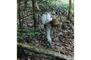 丹波・松茸山物語